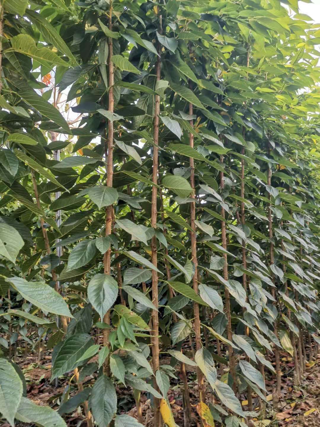 高端櫻花圖片/高端櫻花樣板圖 (1)