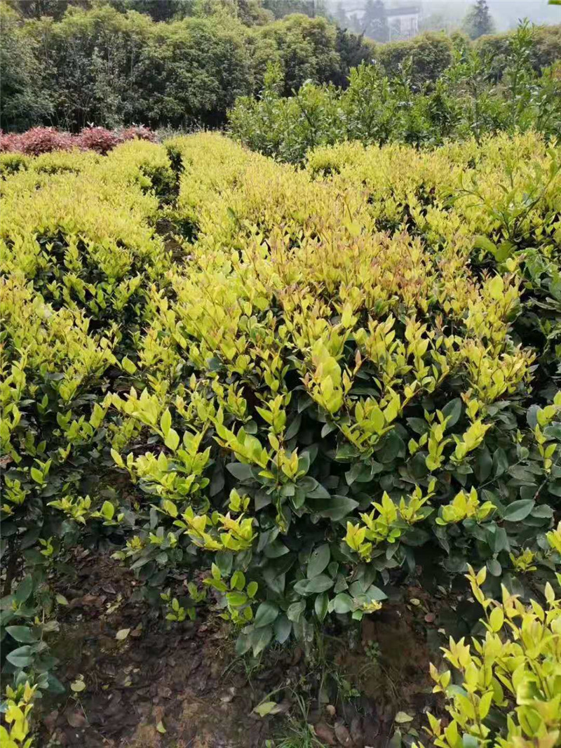 福建批发花叶女贞种植基地_银姬小蜡苗销售价格