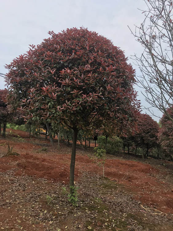 江蘇紅葉石楠樹供應(yīng)商_紅葉石楠造型批發(fā)基地