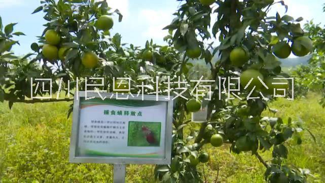 胡瓜鈍綏螨圖片/胡瓜鈍綏螨樣板圖 (1)