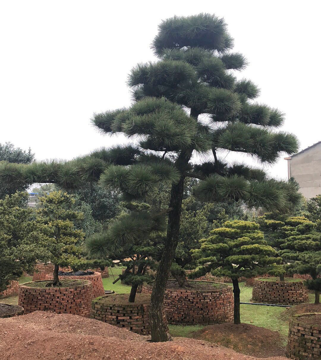 福建造型黑松销售、种植基地、产地直供、批发【浏阳市柏加镇佳智苗圃-销售部】图片