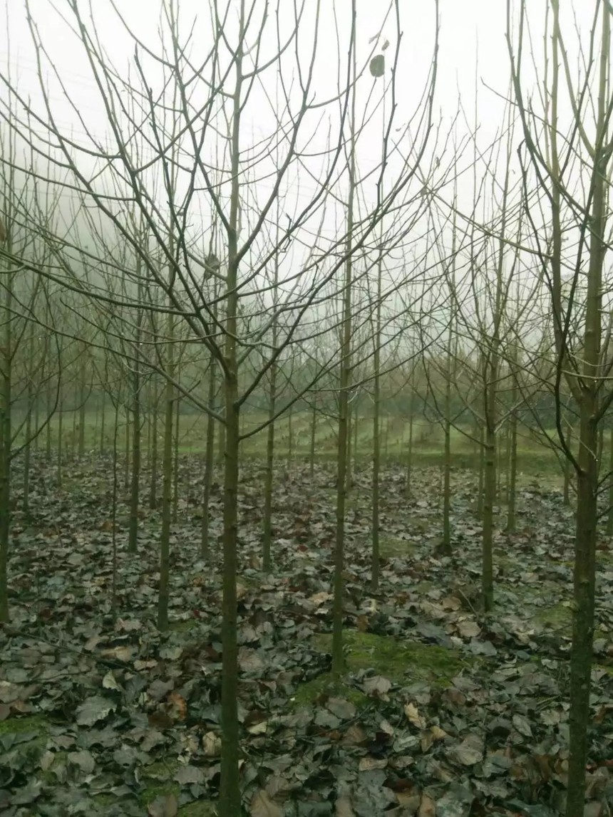 珙桐圖片/珙桐樣板圖 (3)