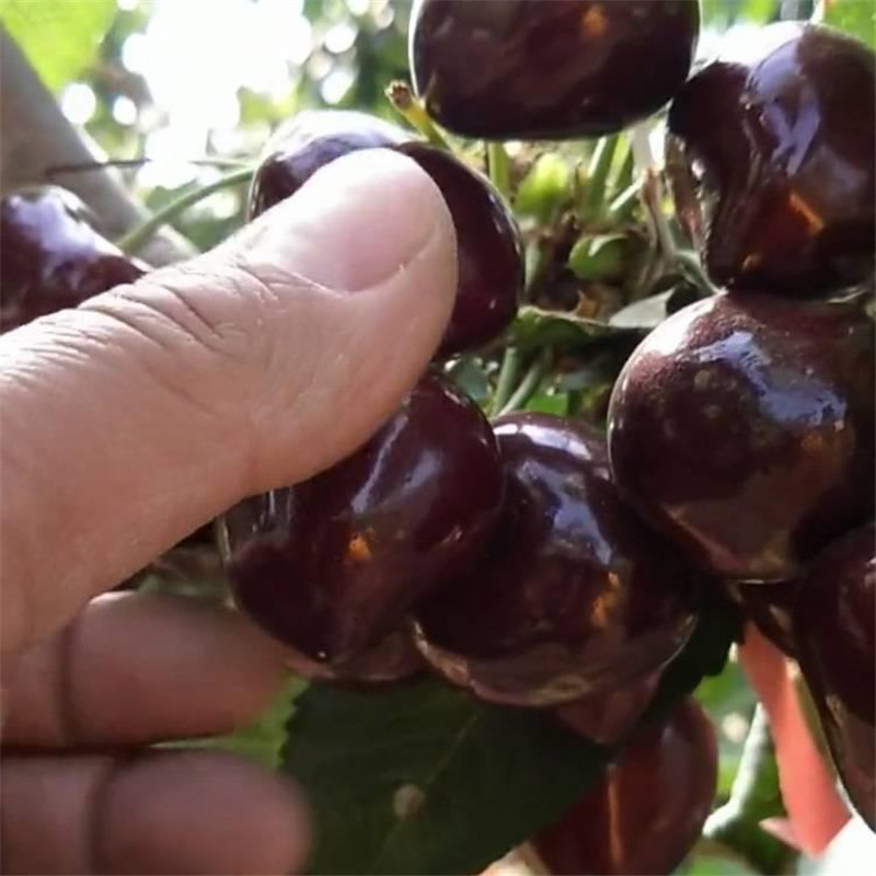 櫻桃苗圖片/櫻桃苗樣板圖 (4)