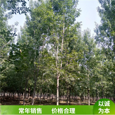 速生白蠟樹苗圖片