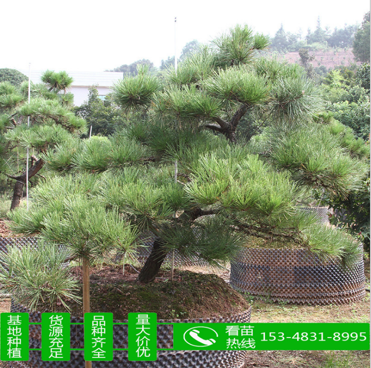 造型黑松 造型黑松供应 造型黑松哪里有 造型黑松哪里好 造型黑松哪里有 造型黑松价格 造型黑松种植