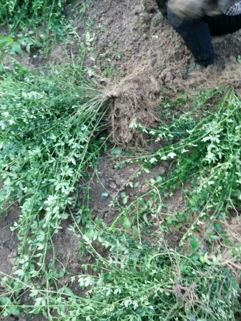 迎春花圖片/迎春花樣板圖 (4)