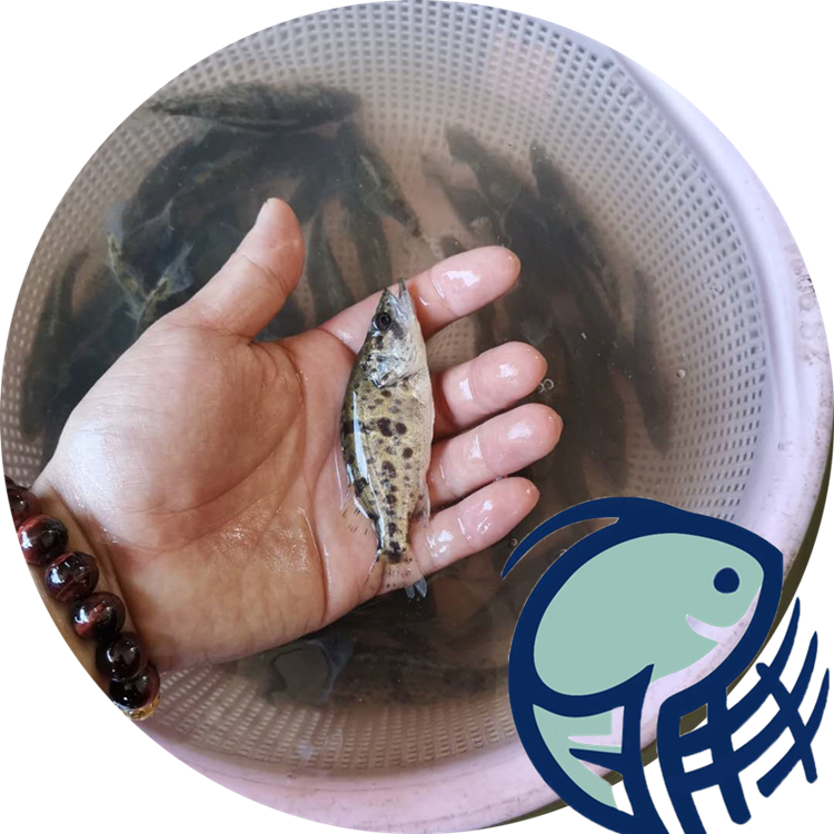 明豐漁場出售桂花魚苗-采購場地-訂購熱線-全國發(fā)貨【廣州明豐水產(chǎn)有限公司】