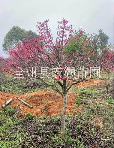 桂林紅楓 桂林紅楓出售