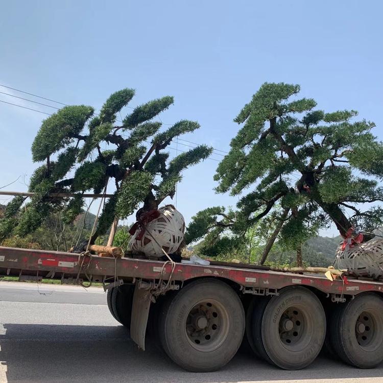 2到4公分羅漢松供應(yīng)圖片