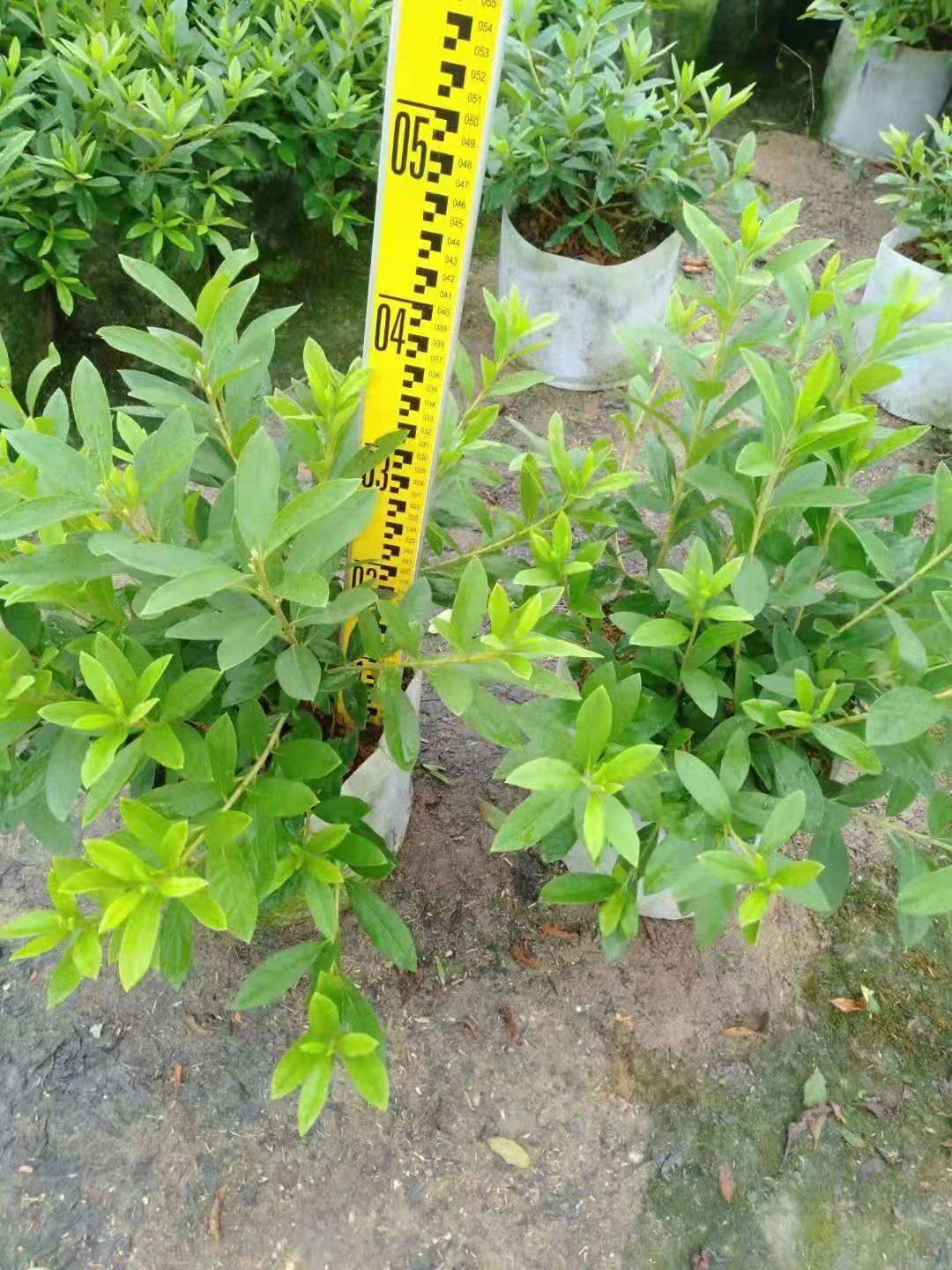 毛杜娟圖片/毛杜娟樣板圖 (3)
