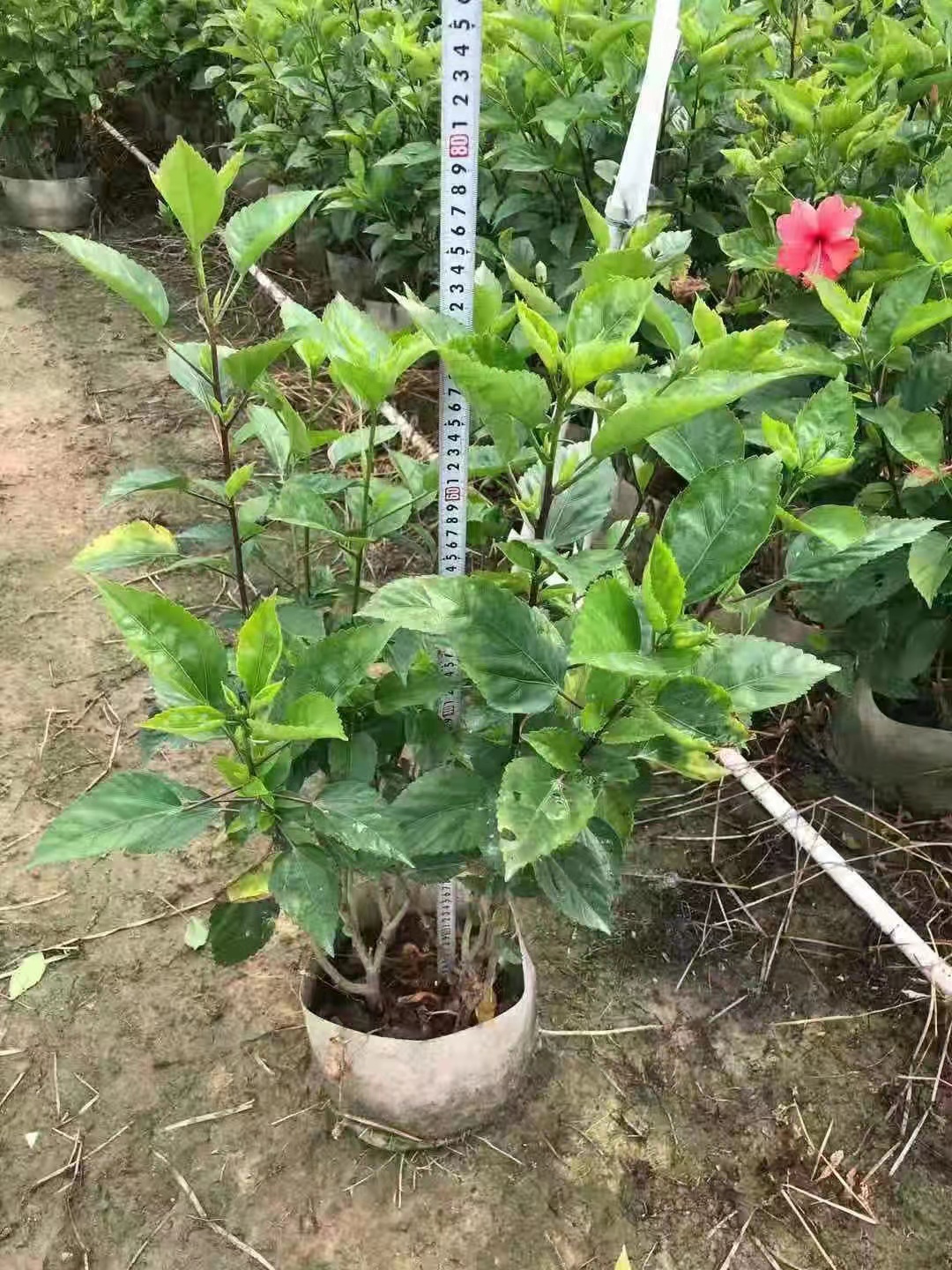 大紅花圖片/大紅花樣板圖 (1)