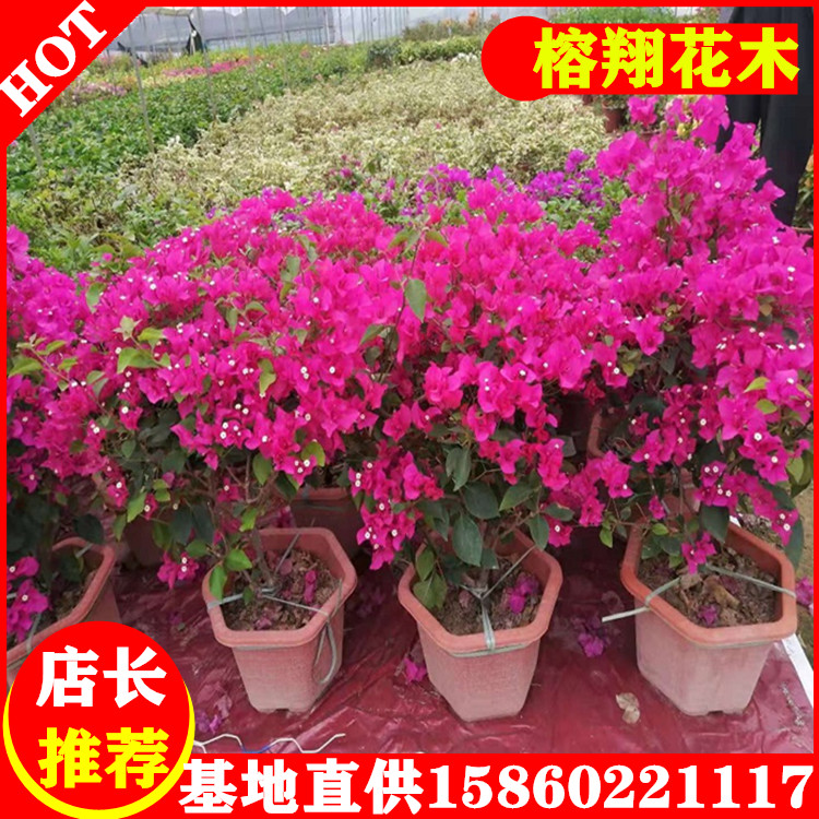三角梅中盆圖片/三角梅中盆樣板圖 (1)
