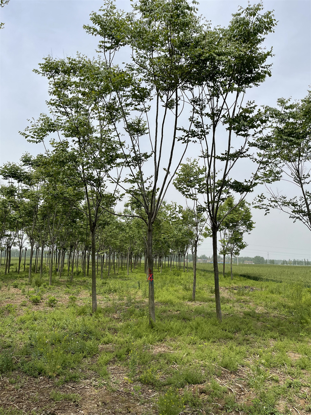 河南淮阳栾树厂家批发 河南栾树价格图片