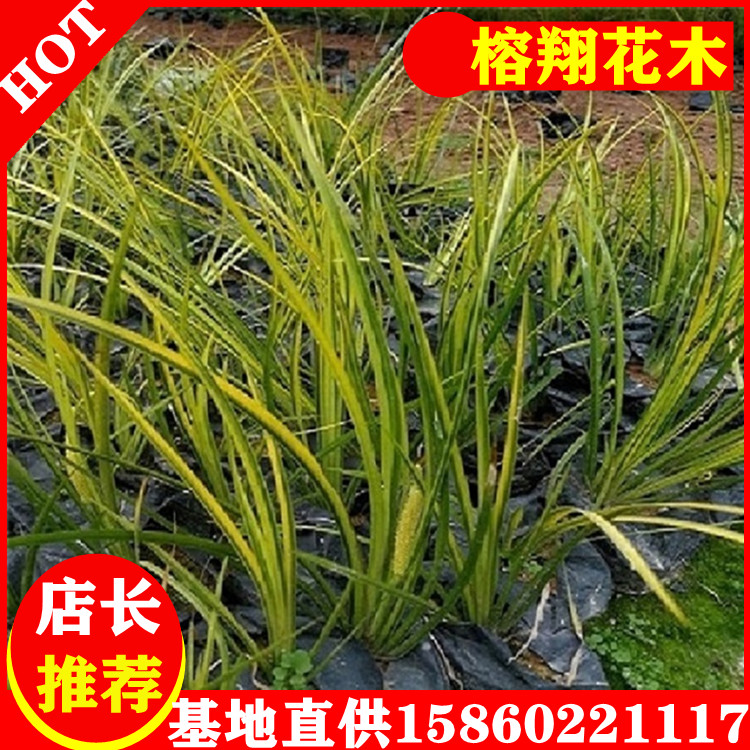 石菖蒲圖片/石菖蒲樣板圖 (4)