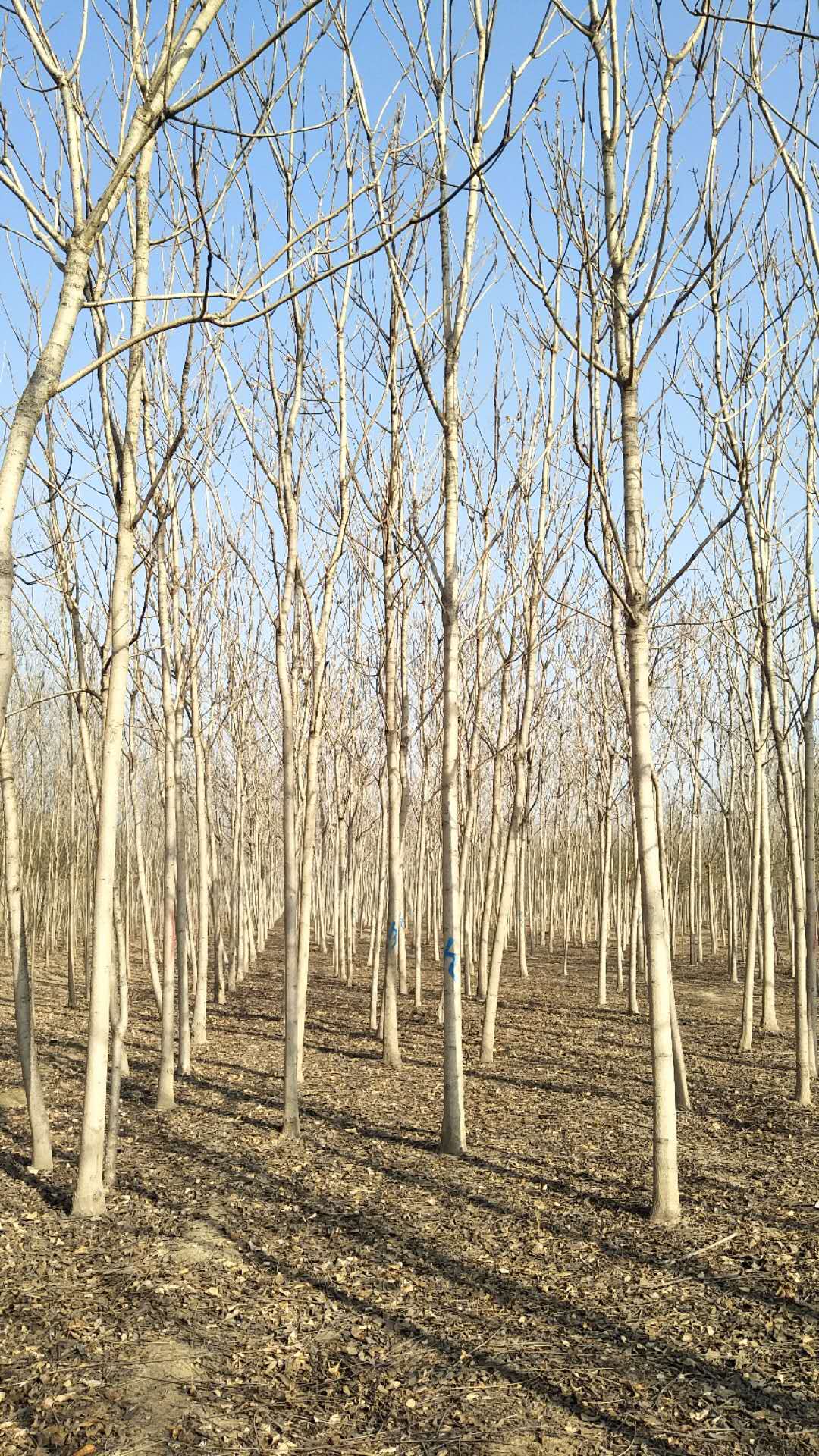 聊城市臭椿小苗树苗基地厂家