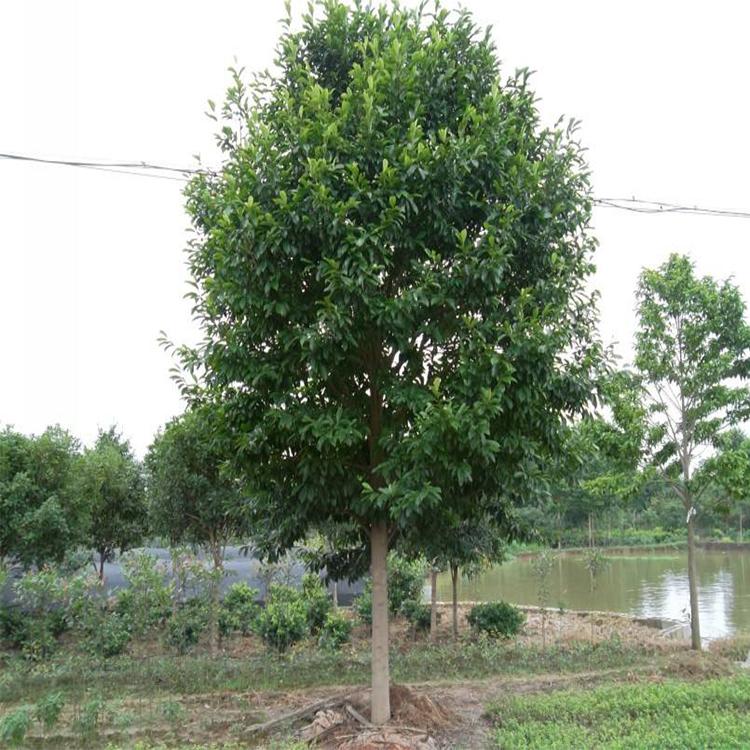 湖南批發(fā)深山含笑基地_光葉白蘭銷售價(jià)格