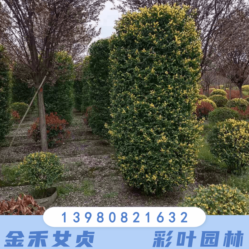云南造型金禾女貞種植基地批發(fā)大量金禾女貞供應(yīng)