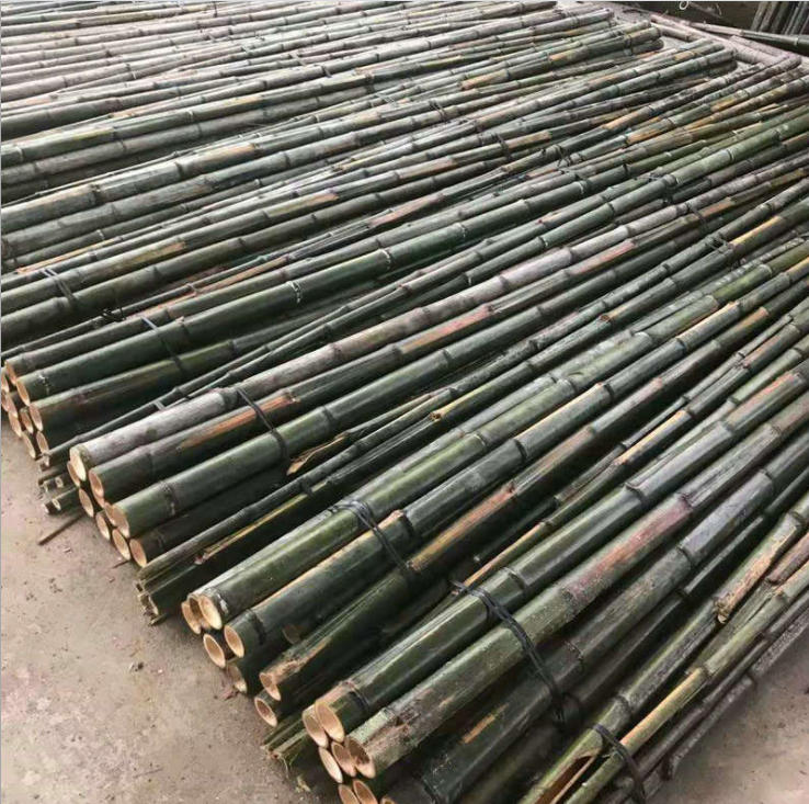 毛竹圖片/毛竹樣板圖 (4)