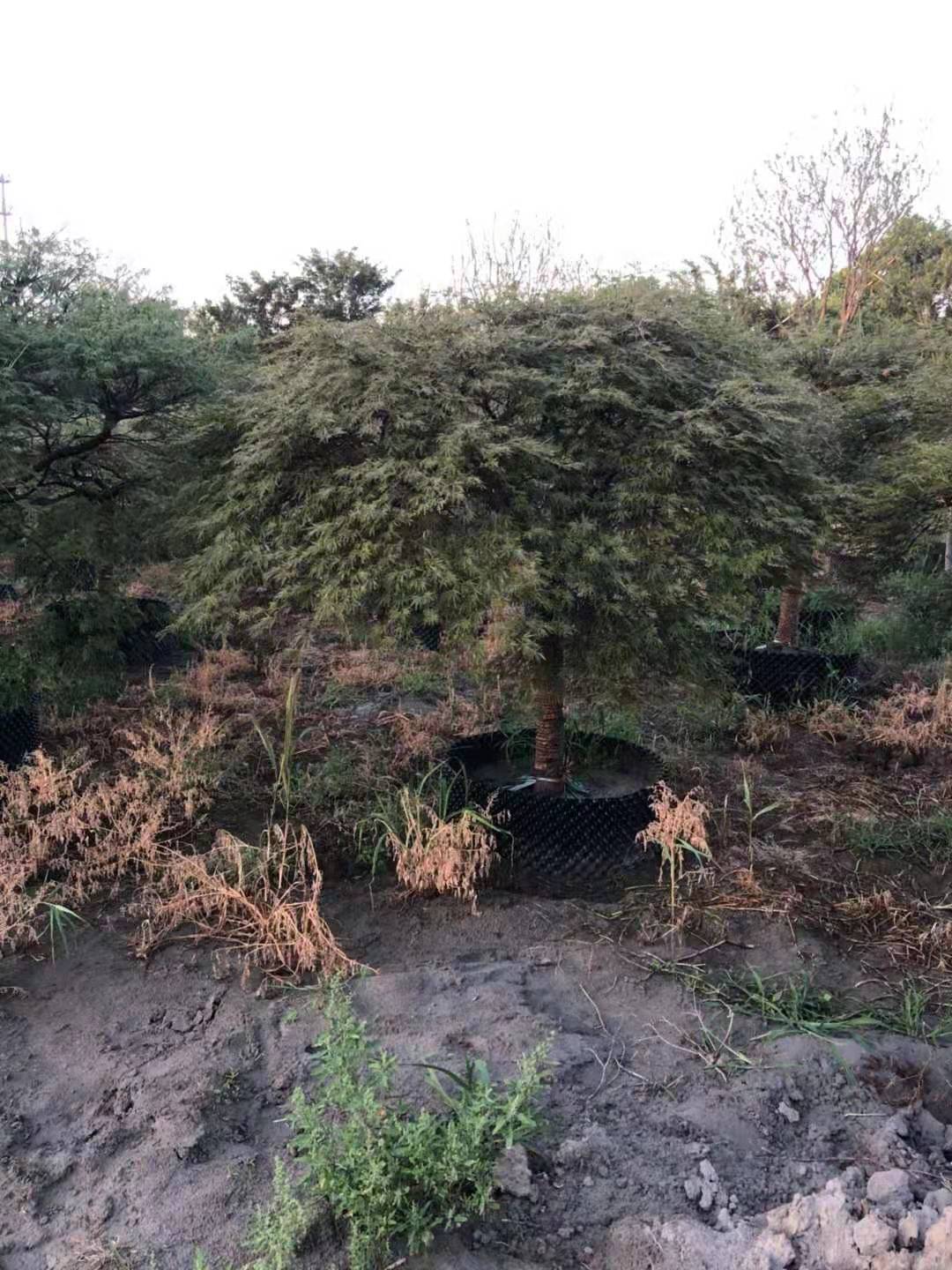 羽毛圖片/羽毛樣板圖 (4)