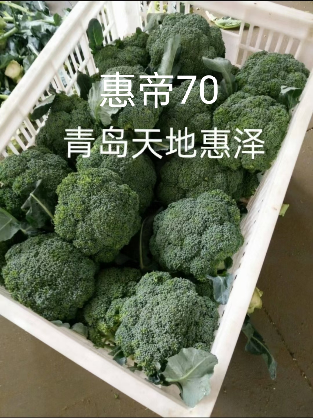 山东青岛惠帝70西兰花种子批发公司销售价格图片