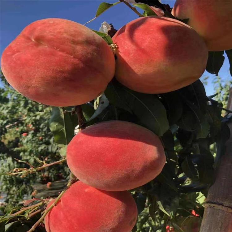 桃子苗 冬桃樹苗價格 映霜紅桃樹苗批發(fā)