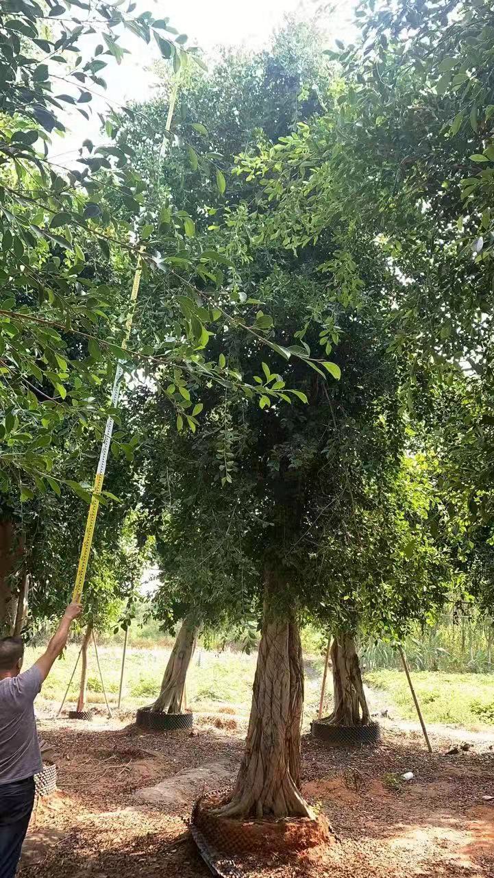 小葉榕圖片/小葉榕樣板圖 (2)