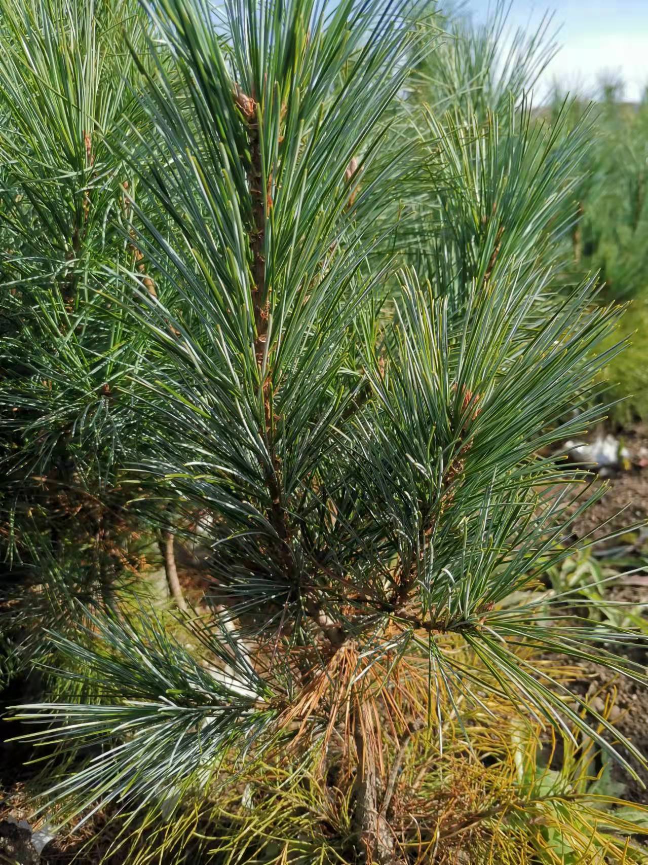 嫁接苗圖片/嫁接苗樣板圖 (2)