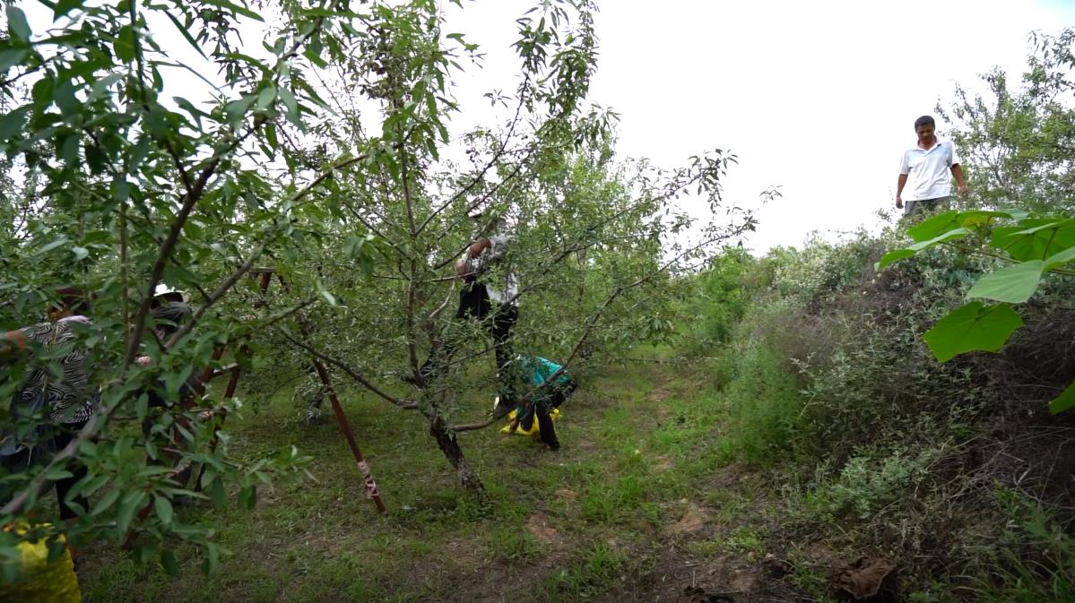 巴旦木樹苗多久能掛果圖片/巴旦木樹苗多久能掛果樣板圖 (4)