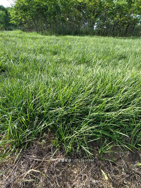 麥冬草圖片/麥冬草樣板圖 (2)