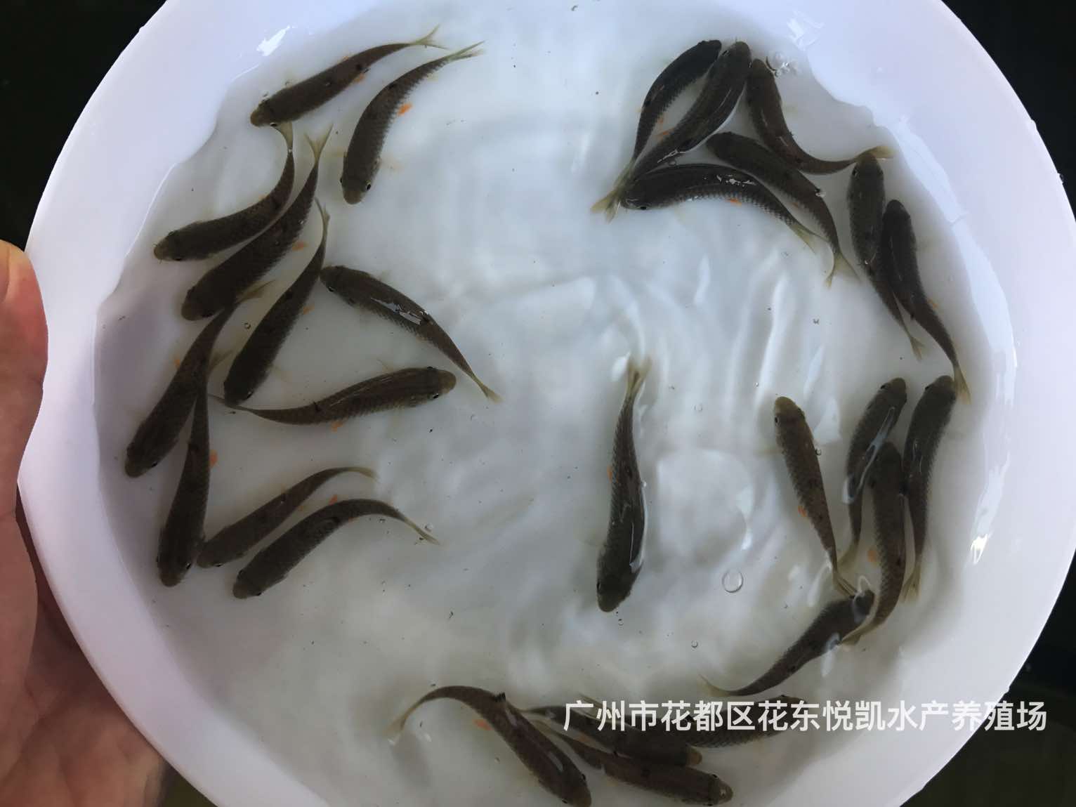 魚苗圖片/魚苗樣板圖 (1)
