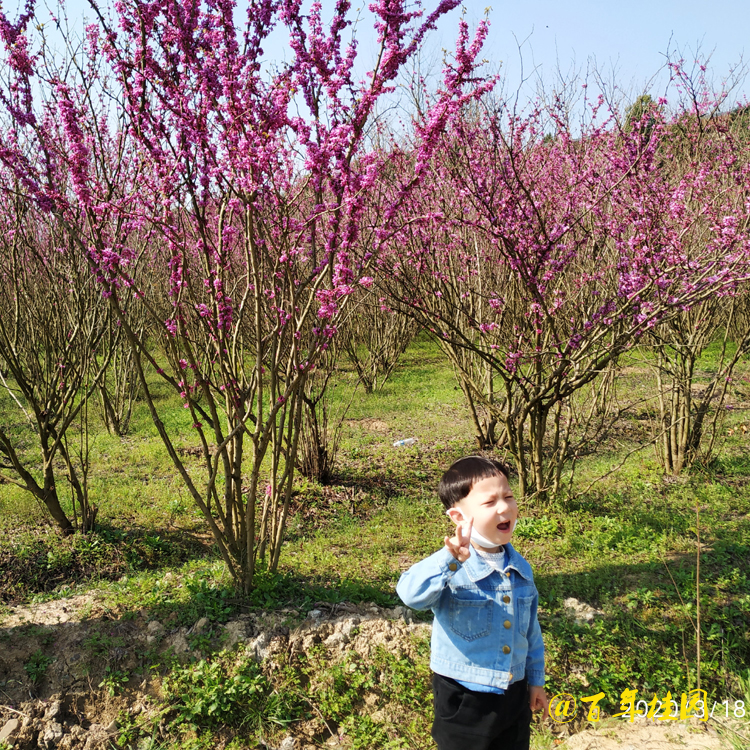 紫荊圖片/紫荊樣板圖 (4)