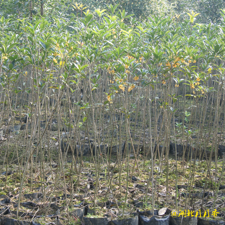 河南2公分桂花樹，2公分桂花樹批發(fā)商，2公分桂花樹基地（湖北月月香園林有限公司）