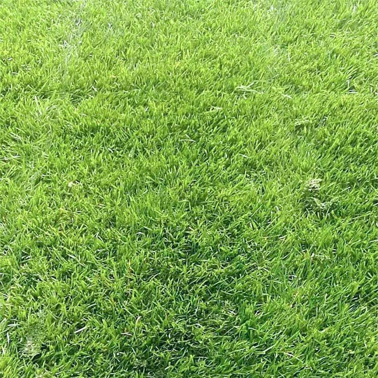 馬尼拉草皮圖片