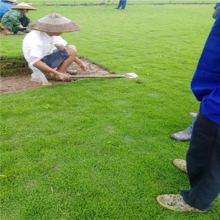 馬尼拉草圖片/馬尼拉草樣板圖 (2)