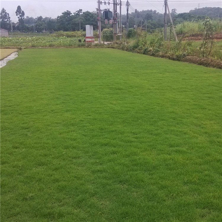 馬尼拉草圖片/馬尼拉草樣板圖 (1)