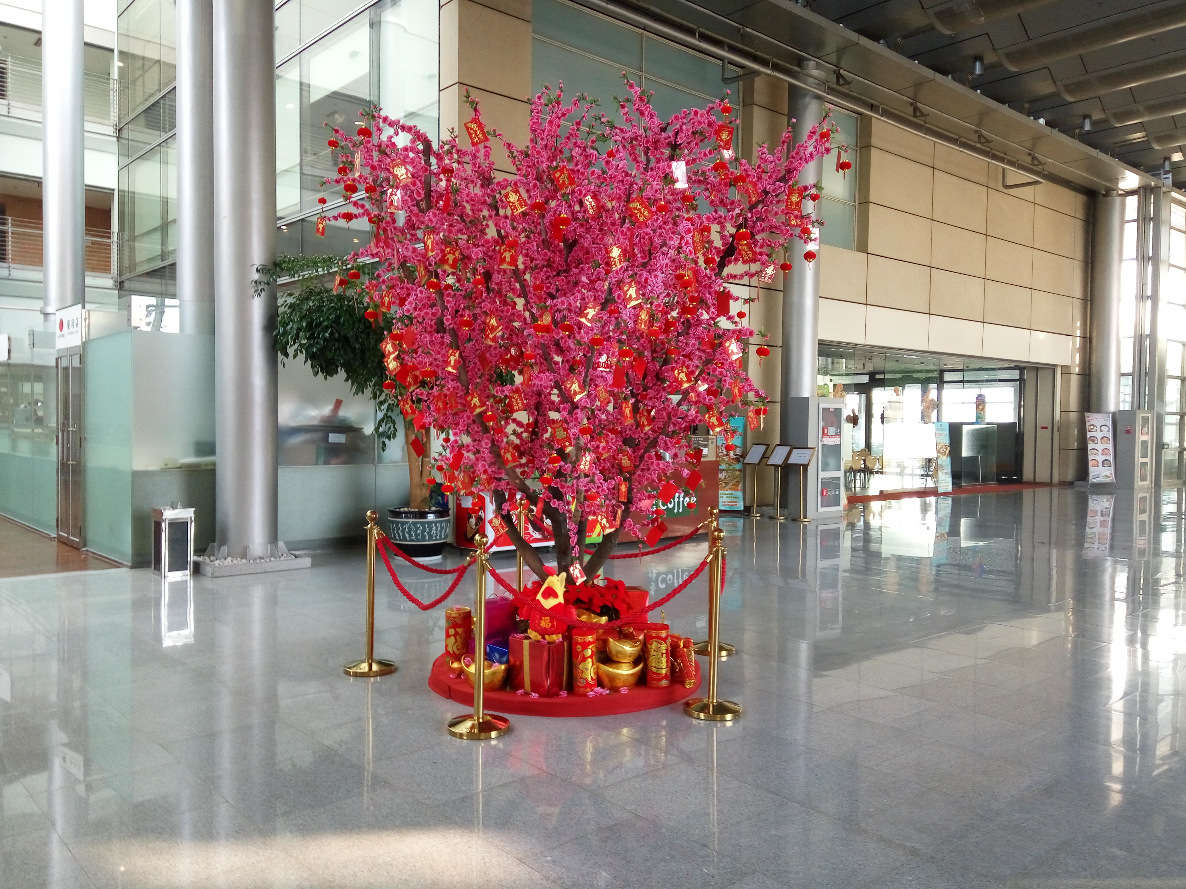 桃樹圖片/桃樹樣板圖 (1)