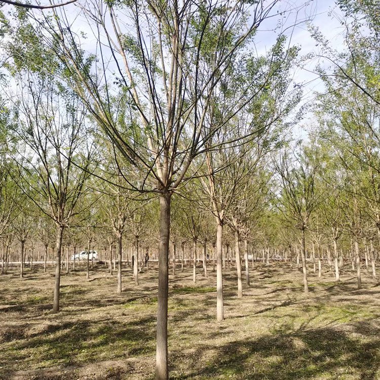 國槐圖片/國槐樣板圖 (3)