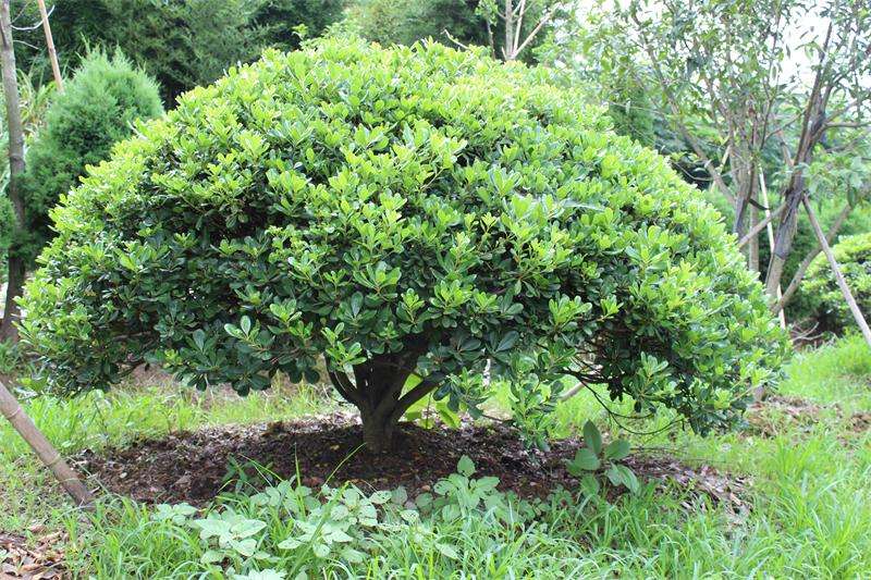 海桐球批發(fā)圖片/海桐球批發(fā)樣板圖 (2)