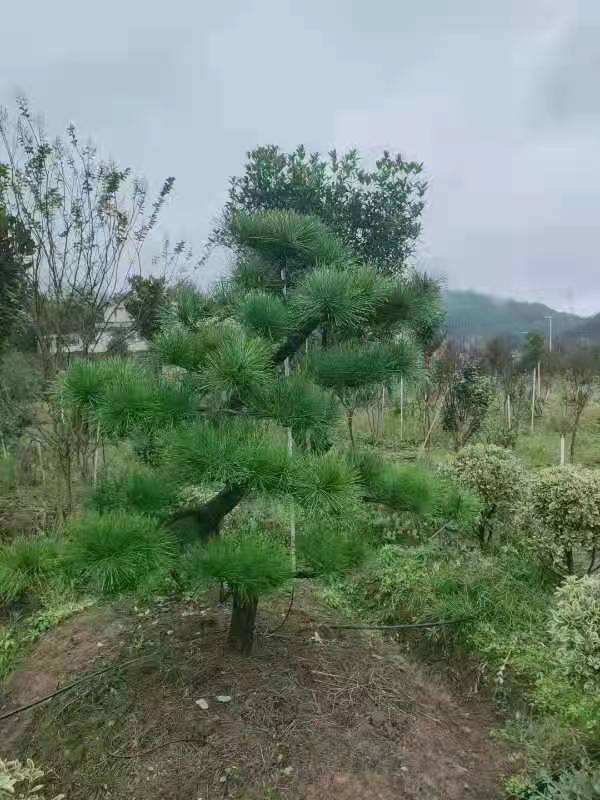 15-20cm黑松供應(yīng)商圖片/15-20cm黑松供應(yīng)商樣板圖 (4)