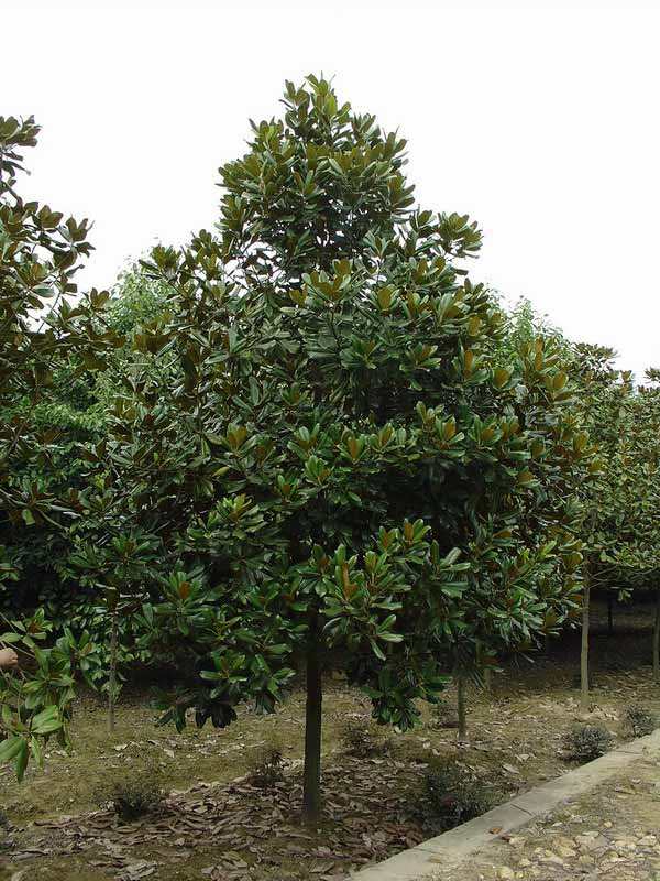 廣玉蘭報(bào)價(jià)圖片/廣玉蘭報(bào)價(jià)樣板圖 (2)