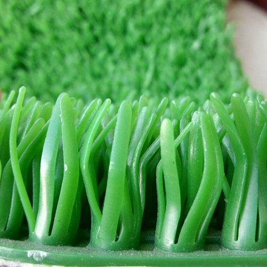 淘金草圖片/淘金草樣板圖 (4)