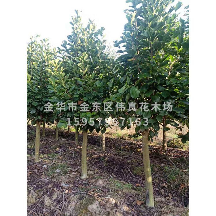 紫玉蘭圖片/紫玉蘭樣板圖 (4)