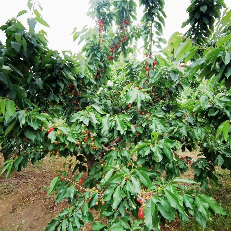 4年的大櫻桃結果樹 適合大棚種植 當年結果 當年結果樹