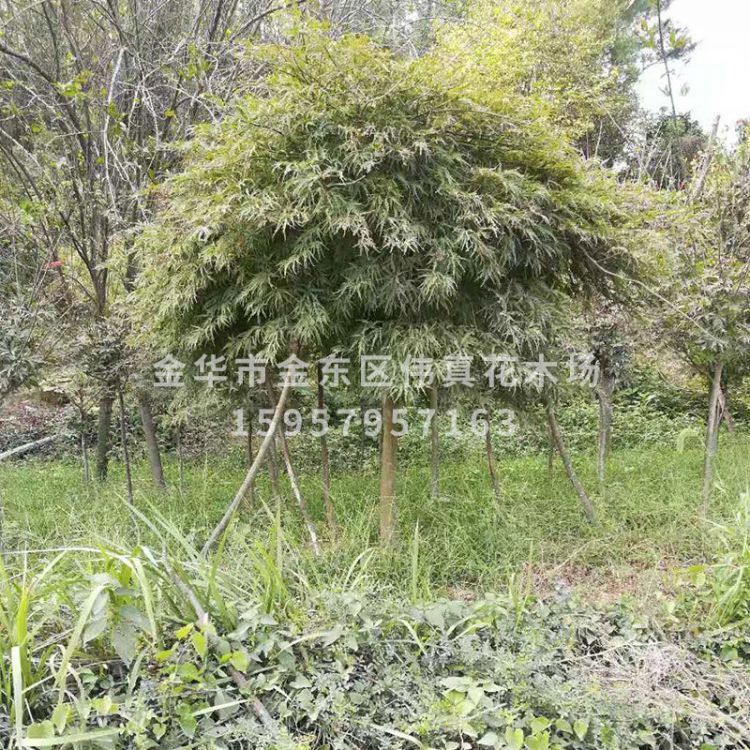 綠化樹圖片/綠化樹樣板圖 (2)