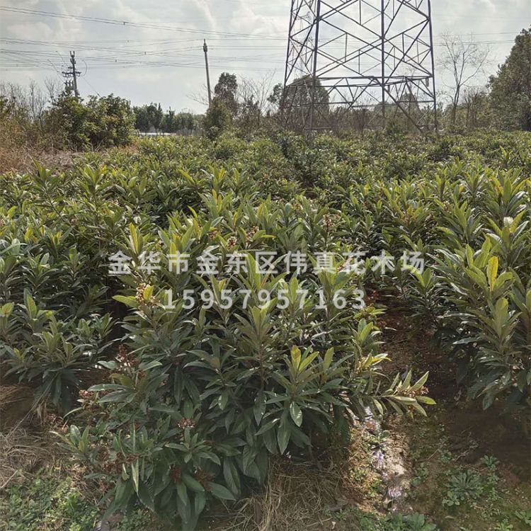 嫁接枇杷圖片/嫁接枇杷樣板圖 (1)