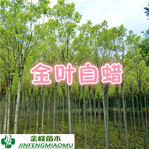 金葉白蠟圖片/金葉白蠟樣板圖 (4)