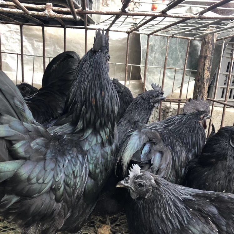 土雞苗圖片/土雞苗樣板圖 (3)