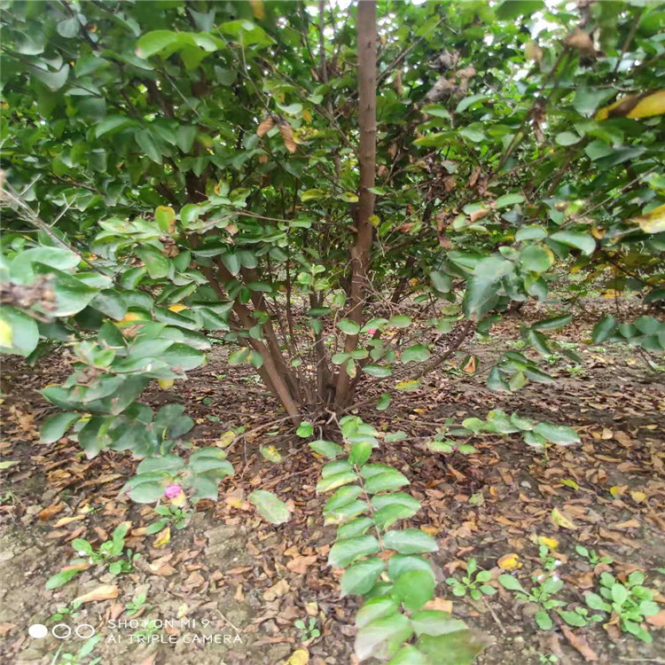 山東紅王子錦帶價(jià)格  高2米冠幅1.5米紅王子錦帶基地