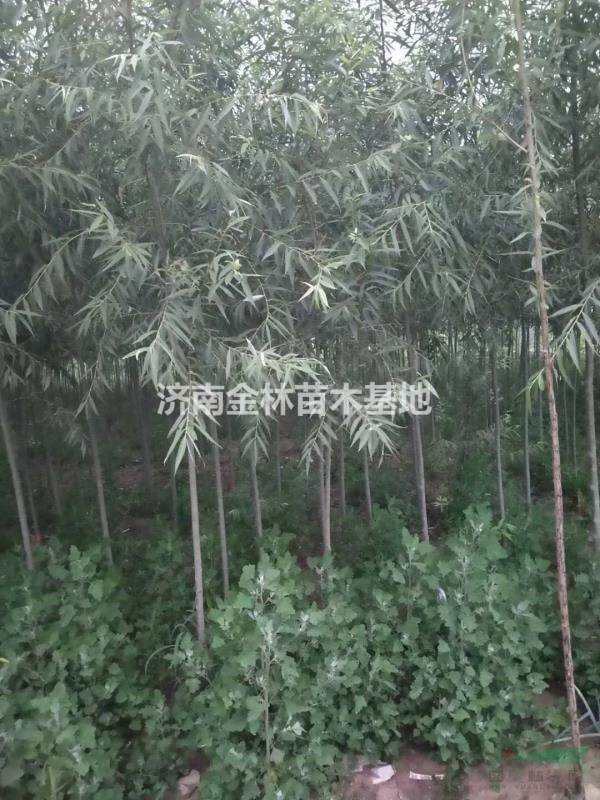 旱柳圖片/旱柳樣板圖 (1)