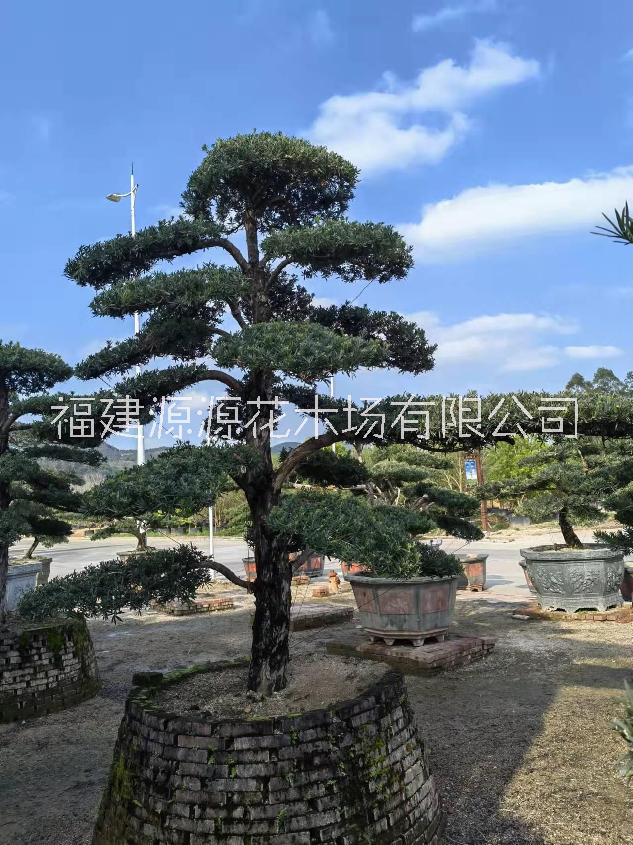 羅漢松圖片/羅漢松樣板圖 (1)